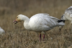 Snow Goose