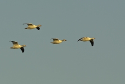 Snow Goose