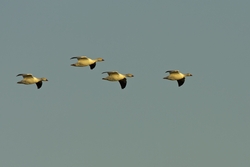 Snow Goose