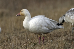 Snow Goose