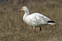 Snow Goose