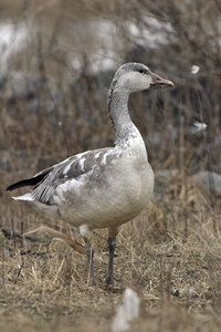 Snow Goose