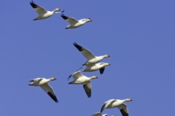 Snow Goose