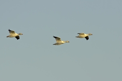 Snow Goose