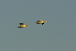 Snow Goose