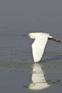 Snowy Egret