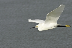 Snowy Egret