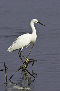 Snowy Egret