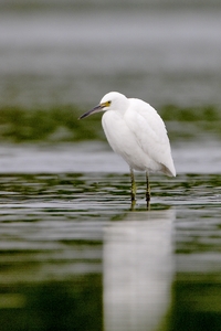 Snowy Egret