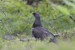 Spruce Grouse