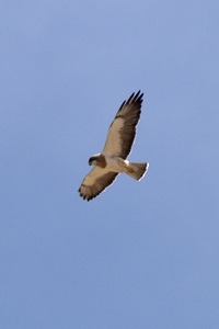Swainson's Hawk