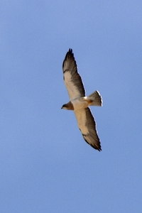 Swainson's Hawk
