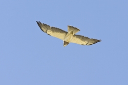 Swainson's Hawk