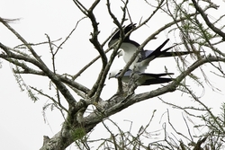 Swallow-tailed Kite