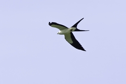 Swallow-tailed Kite