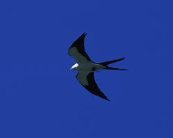 Swallow-tailed Kite