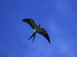 Swallow-tailed Kite