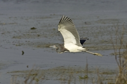 Tricolored Heron