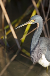Tricolored Heron