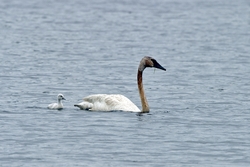 Trumpeter Swan