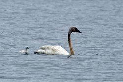 Trumpeter Swan