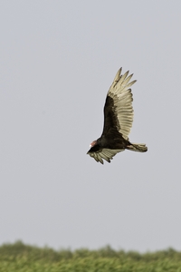 Turkey Vulture
