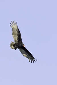 Turkey Vulture