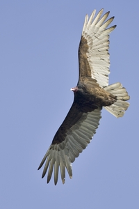 Turkey Vulture