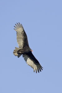 Turkey Vulture