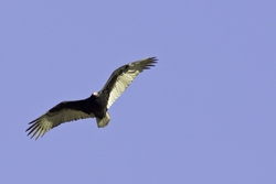 Turkey Vulture