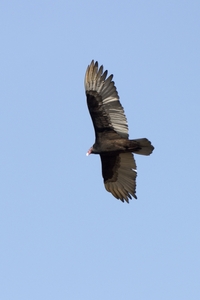 Turkey Vulture