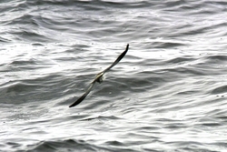 White-faced Storm-Petrel