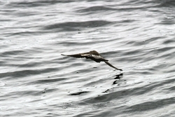 White-faced Storm-Petrel