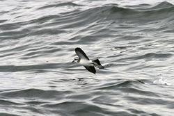 White-faced Storm-Petrel