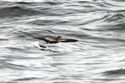 White-faced Storm-Petrel