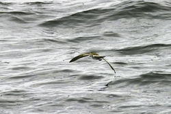 White-faced Storm-Petrel