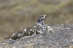 White-tailed Ptarmigan