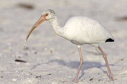 White Ibis
