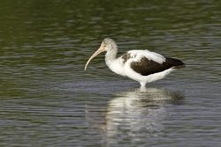 White Ibis