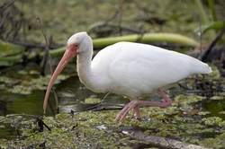 White Ibis