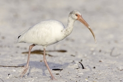 White Ibis