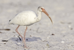 White Ibis