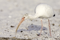 White Ibis