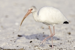 White Ibis