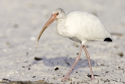 White Ibis