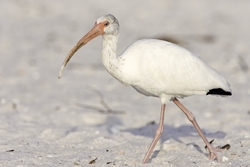 White Ibis