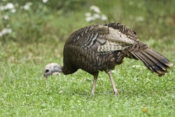 Wild Turkey