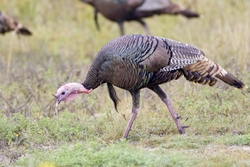 Wild Turkey