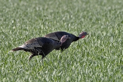 Wild Turkey