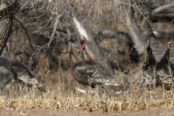 Wild Turkey
